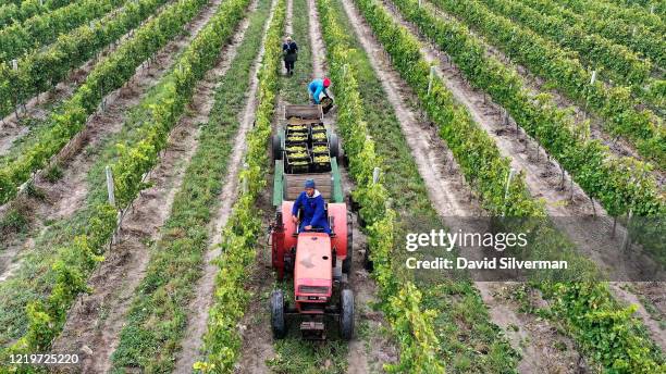 An aerial view of workers harvesting Chardonnay grapes in the vineyards surrounding the Iona Wine Farm, which situated close to the Atlantic Sea is...