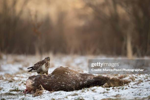 buzzard on the carcass - dead deer fotografías e imágenes de stock