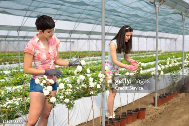 young women working in the greenhouse - viburnum stock pictures, royalty-free photos & images