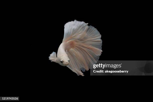 siamese fighting fish, betta splendens pla-kad thai, popular aquarium fish - siamese fighting fish stock pictures, royalty-free photos & images