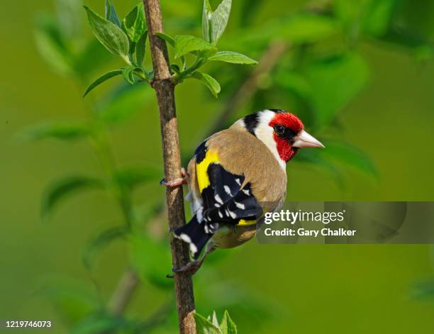 goldfinch [carduelis carduelis] - carduelis carduelis stock pictures, royalty-free photos & images