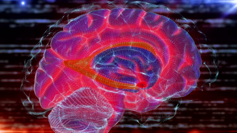 Human Brain Neotron 2,622 Evolution Of The Brain Stock Videos, Footage, & 4K Video Clips ...