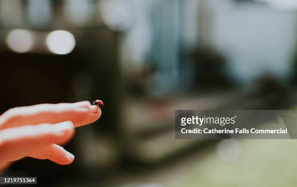 ladybird on fingertip - coccinella stock pictures, royalty-free photos & images