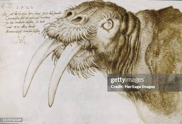 Head of a Walrus , 1521. Found in the Collection of British Museum. Artist Dürer, Albrecht .