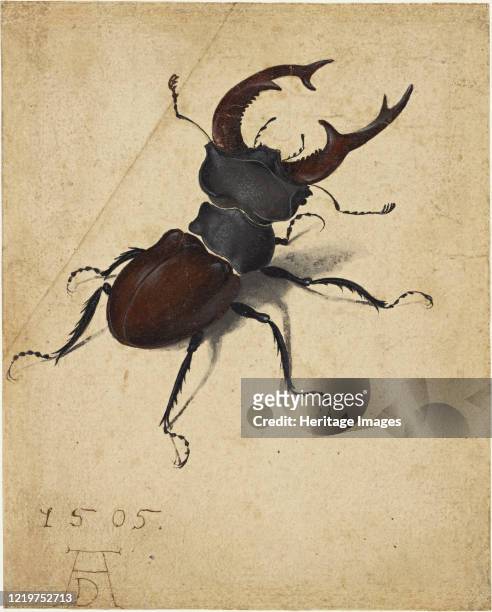 Stag Beetle, 1505. Found in the Collection of J. Paul Getty Museum, Los Angeles. Artist Dürer, Albrecht .