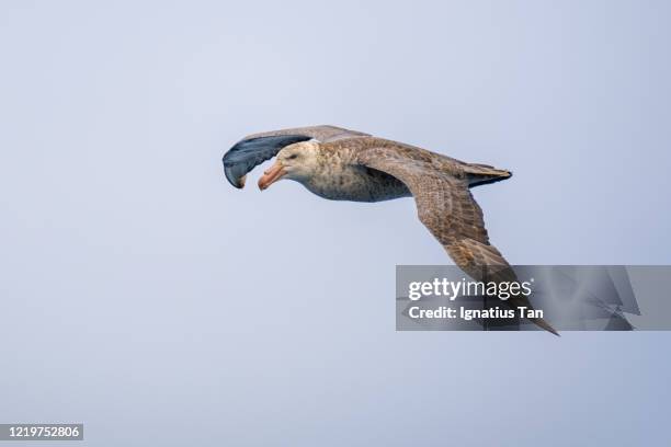 northern giant petrel in flight - northern giant petrel stock pictures, royalty-free photos & images