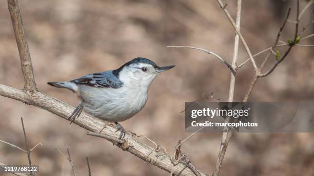white-breasted sittelle - nuthatch stock pictures, royalty-free photos & images