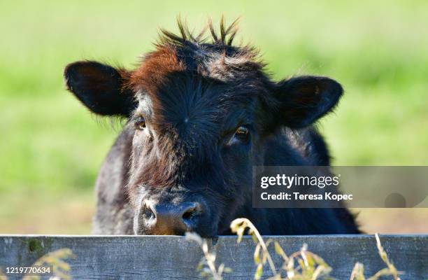 black angus cow - aberdeen angus cattle stock pictures, royalty-free photos & images