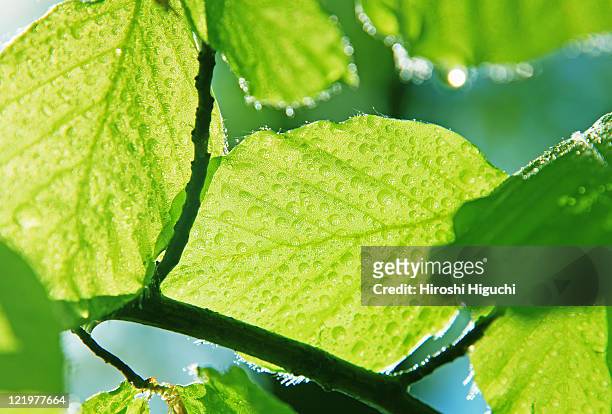 green leaves - árbol de hoja caduca fotografías e imágenes de stock