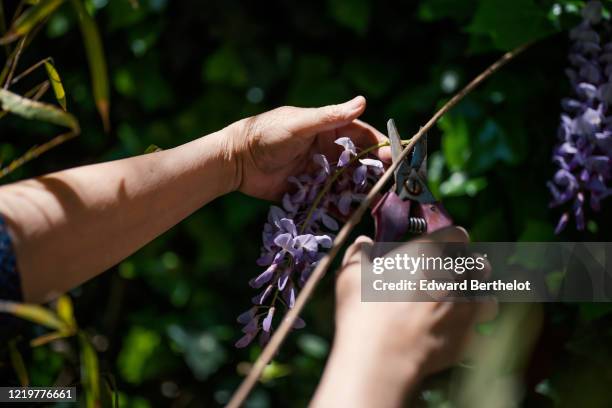 gardening - cutting wisteria - 藤 ストックフォトと画像