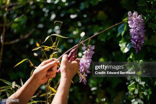 gardening - cutting wisteria - pruning stock pictures, royalty-free photos & images