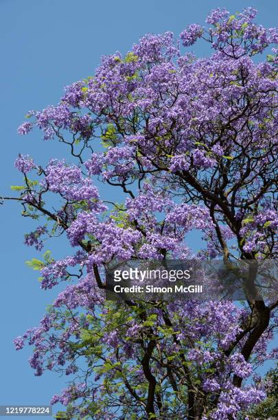 jacaranda tree canopy in bloom against a clear blue sky - jacaranda tree stock pictures, royalty-free photos & images