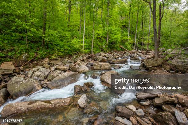 scenic view of river steam amidst forest - charlotte wood foto e immagini stock