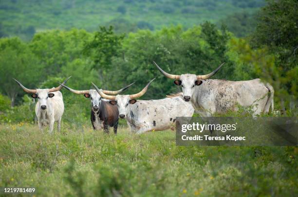 texas longhorn cattle in field - texas longhorn cattle bildbanksfoton och bilder