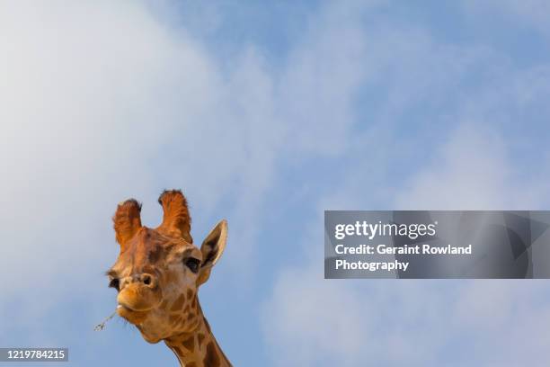 happy giraffe portrait - london zoo stock pictures, royalty-free photos & images