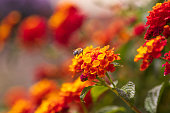 Bee. (Anthophora), Approaching a Flower on a Lantana Bush
