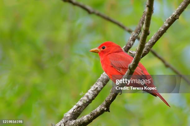 summer tanager series - paradise tanager stock pictures, royalty-free photos & images