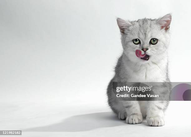 kitten licking it's lips - cute kitten stock-fotos und bilder