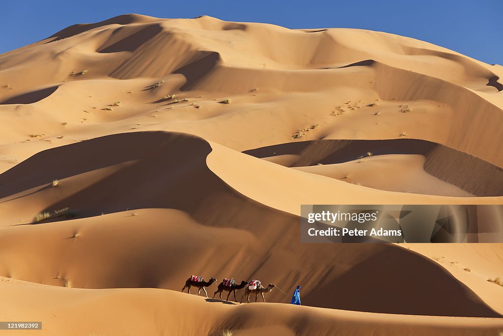Camels & Dunes, Erg Chebbi, Sahara Desert, Morocco