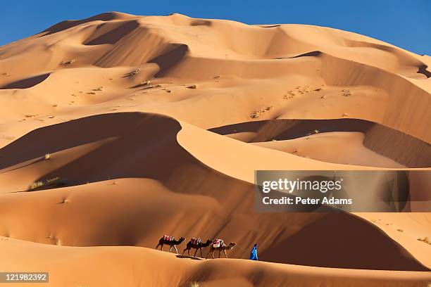 camels & dunes, erg chebbi, sahara desert, morocco - erg chebbi desert stock pictures, royalty-free photos & images