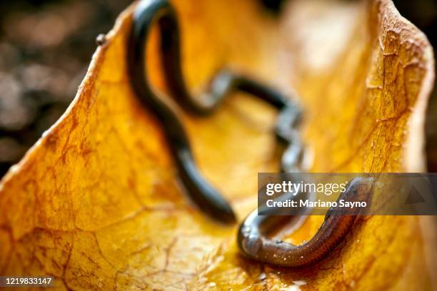 threadsnake - barbados stock-fotos und bilder