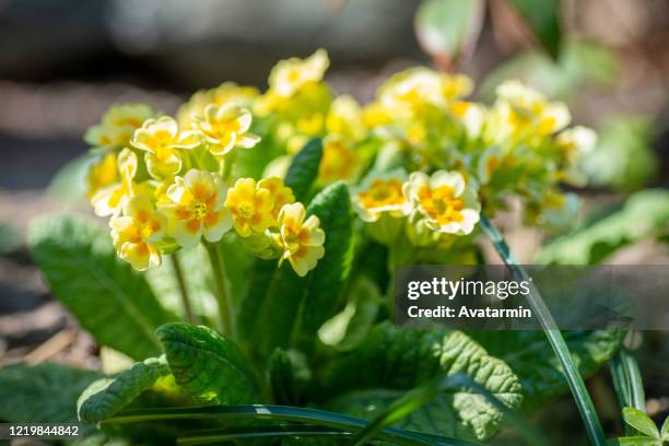 flower in spring - primula fotografías e imágenes de stock