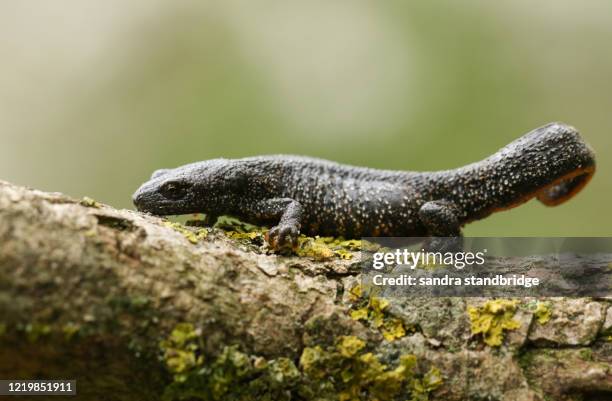 a beautiful great crested newt, triturus cristatus, in spring. - newt stock pictures, royalty-free photos & images