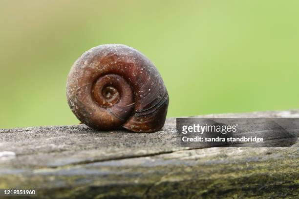 the shell of a ramshorn snail, planorbidae, resting at the side of a pond in the uk. - pond snail stock pictures, royalty-free photos & images