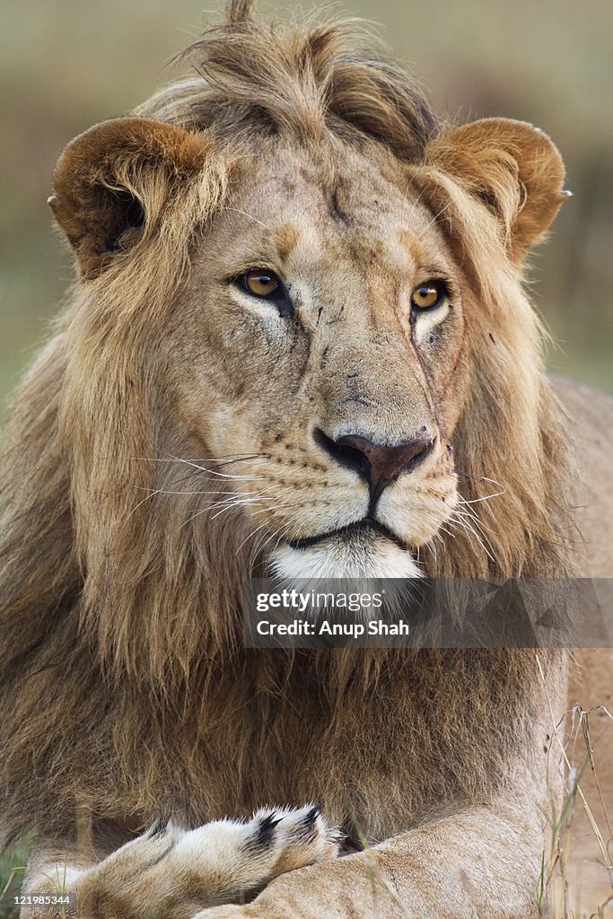 Lion male portrait