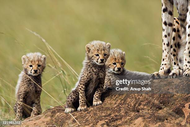 cheetah cubs standing on a termite mound - cheetah cub stock pictures, royalty-free photos & images