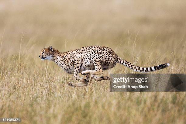 cheetah running - cheetah stock pictures, royalty-free photos & images