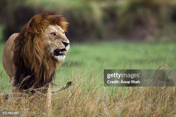 lion male standing portrait - snarling stock pictures, royalty-free photos & images