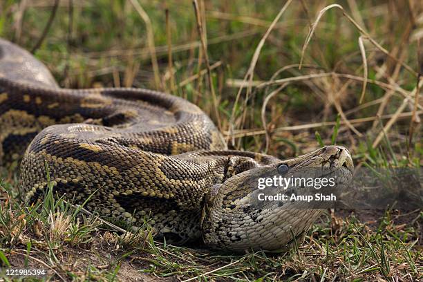 african rock python head portrait - morelia photos et images de collection