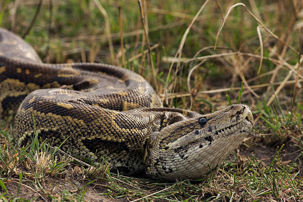 1,397 Python Head Stock Photos, High-Res Pictures, and Images - Getty ...