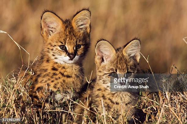 serval kittens portrait - serval stockfoto's en -beelden