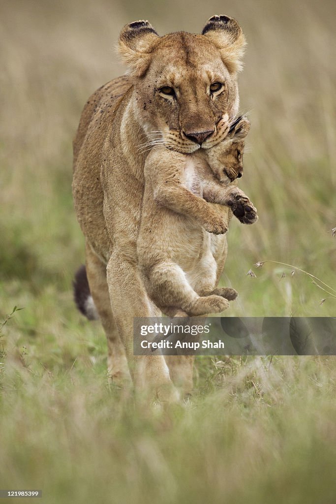 Lioness carrying cub aged 1-3 months in her mouth