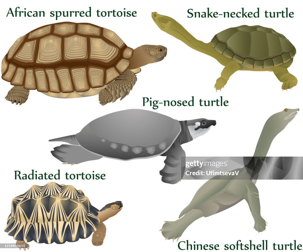 Turtles Colour High-Res Vector Graphic - Getty Images