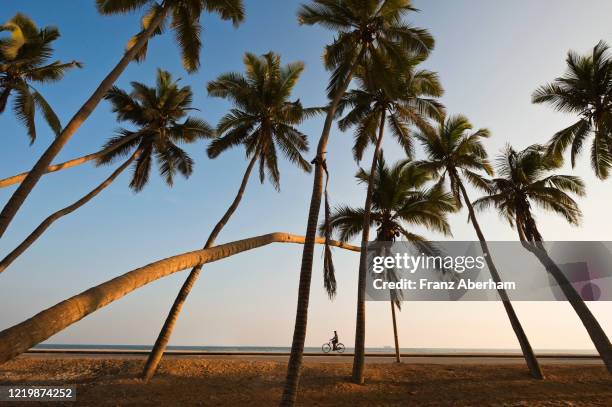 the cyclist, coast line at salalah, oman - salalah oman stock pictures, royalty-free photos & images