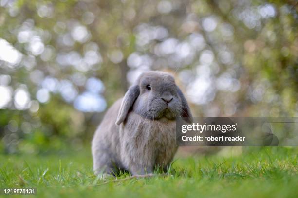 domestic dwarf mini lop eared rabbit - coniglio foto e immagini stock