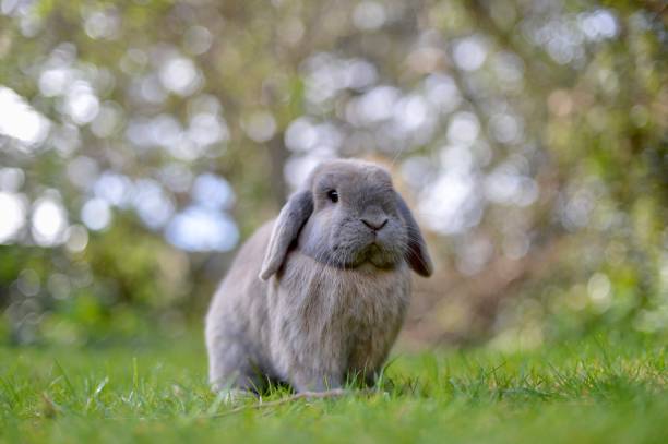 Research Mini Lop Rabbit 96 Dwarf Lop Rabbits Stock Photos, High-Res Pictures, and Images ...