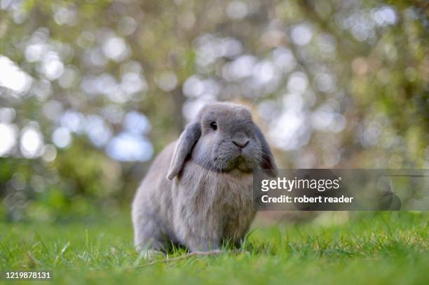domestic dwarf mini lop eared rabbit - 家畜 個照片及圖片檔