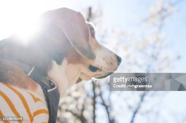 view of dog with cherry blossom - beagle stockfoto's en -beelden