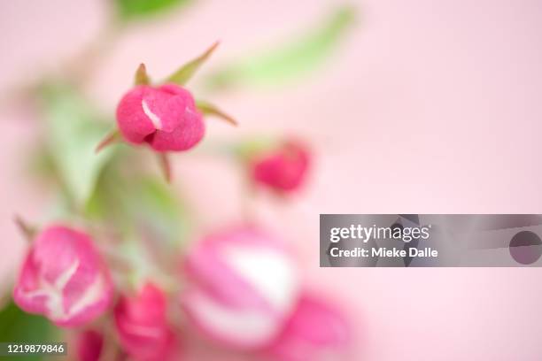 macrofoto van appelbloesem op rooskleurige achtergrond - focus op achtergrond 個照片及圖片檔