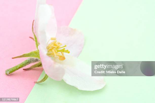 macrofoto van appelbloesem op meerkleurige achtergrond - focus op achtergrond 個照片及圖片檔