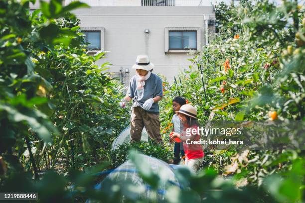 トマトを収穫する母子 - 農作業 ストックフォトと画像