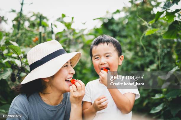 moeder en zoon die tomaat in de gebieden eten - love garden stockfoto's en -beelden