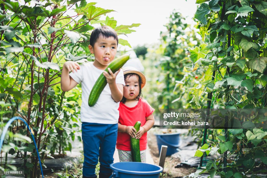 Siblings harvesting vegetables in the fields