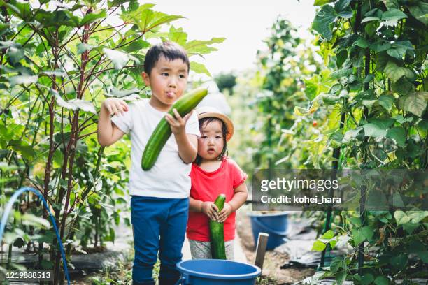 Siblings harvesting vegetables in the fields