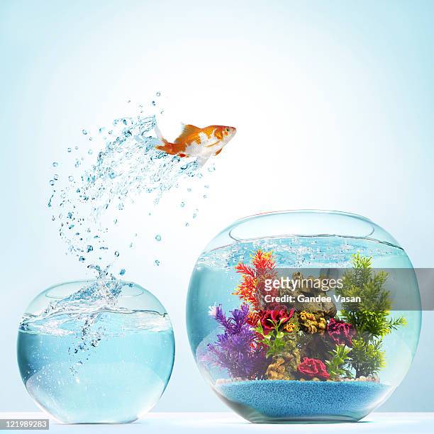 goldfish leaping - guldfisk bildbanksfoton och bilder