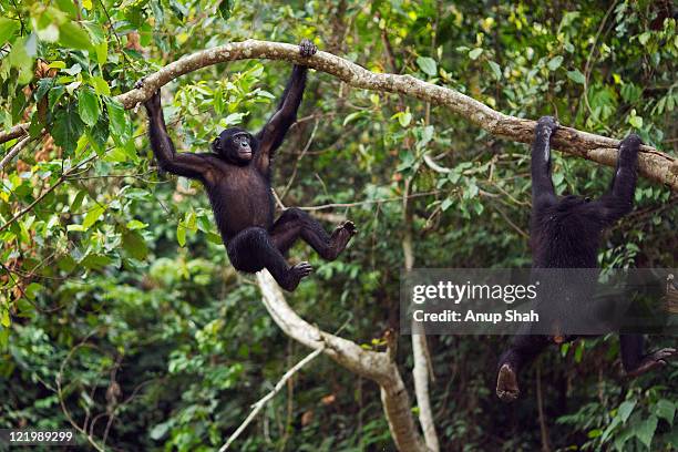bonobo adolescent male swinging from the trees - chimpanzee stock-fotos und bilder